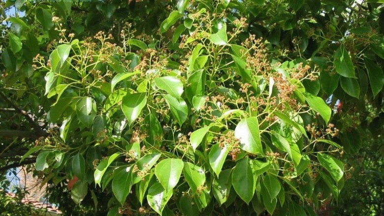 Cây Long não. Cinnamomum camphora (L.) Presl - Cây Thuốc Nam Quanh Ta